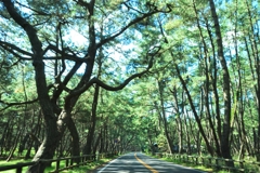 rainbow　pine road