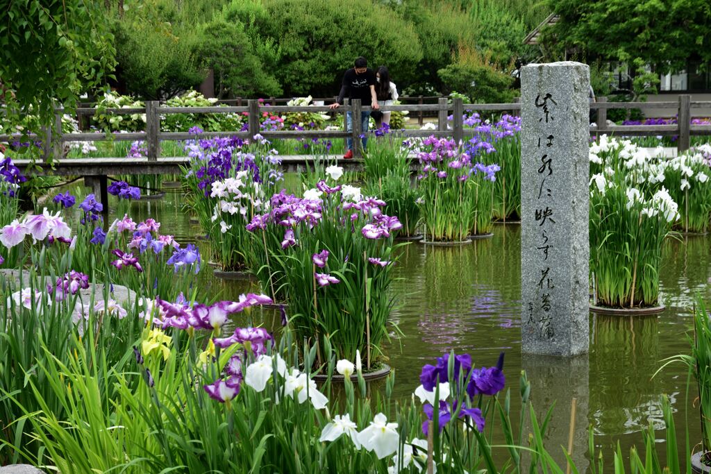 紫は水に映らず花菖蒲