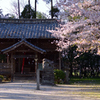 桜舞い散る