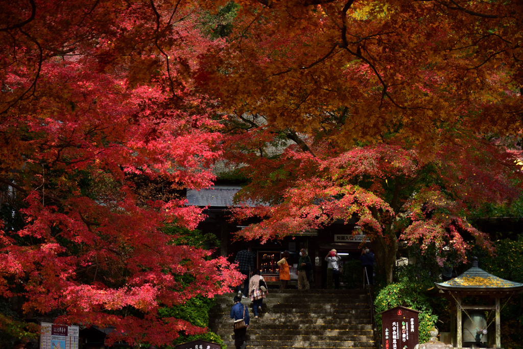 もみじ寺