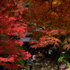 もみじ寺