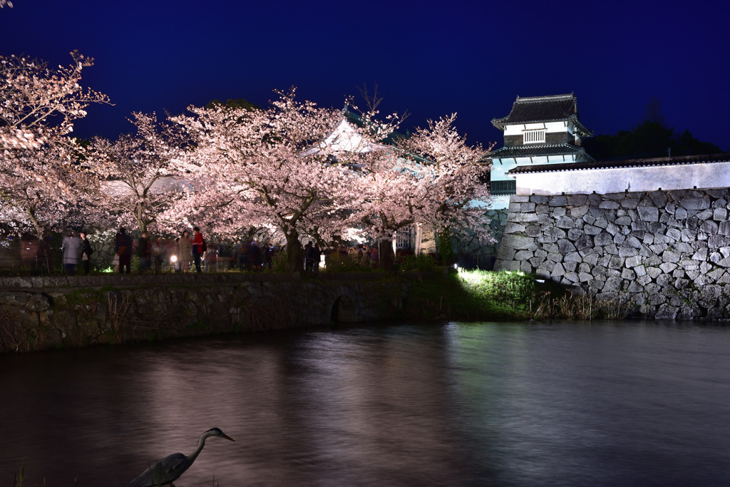 白鷺と夜桜鑑賞２