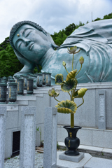蓮の花