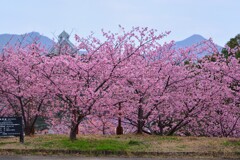 チャイナオンザパークの河津桜