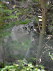 美しい猫
