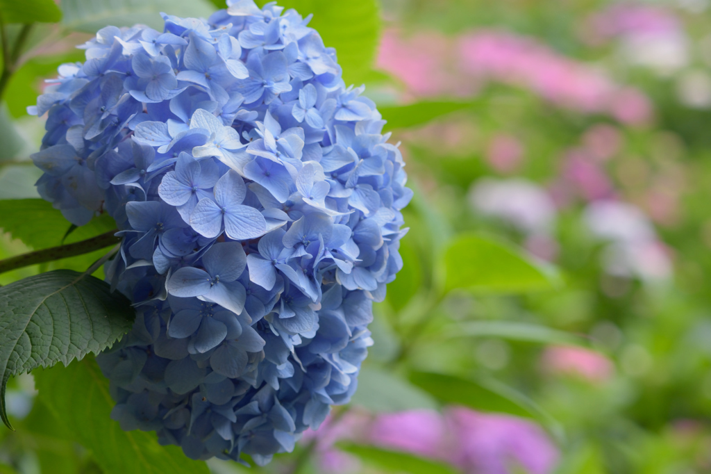紫陽花
