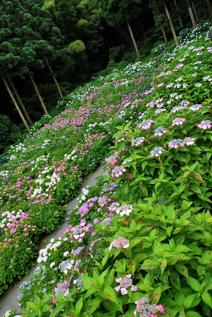 千光寺　紫陽花（16）