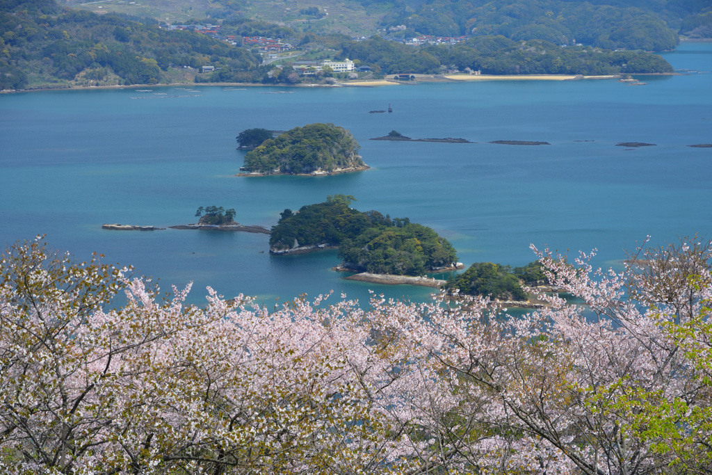 いろは島と桜