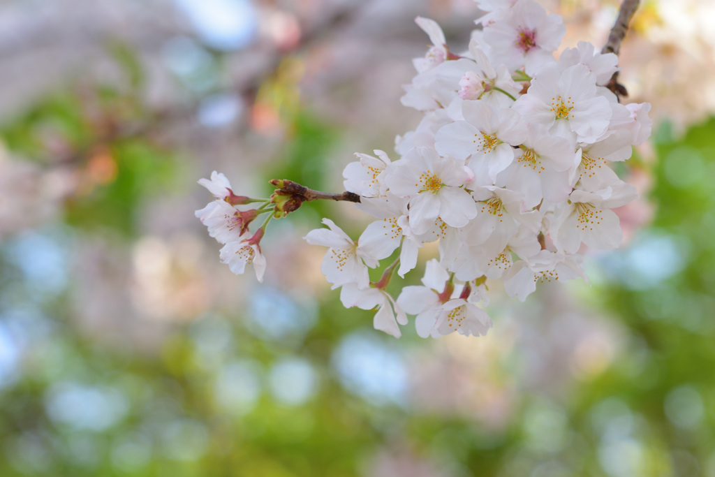 桜色