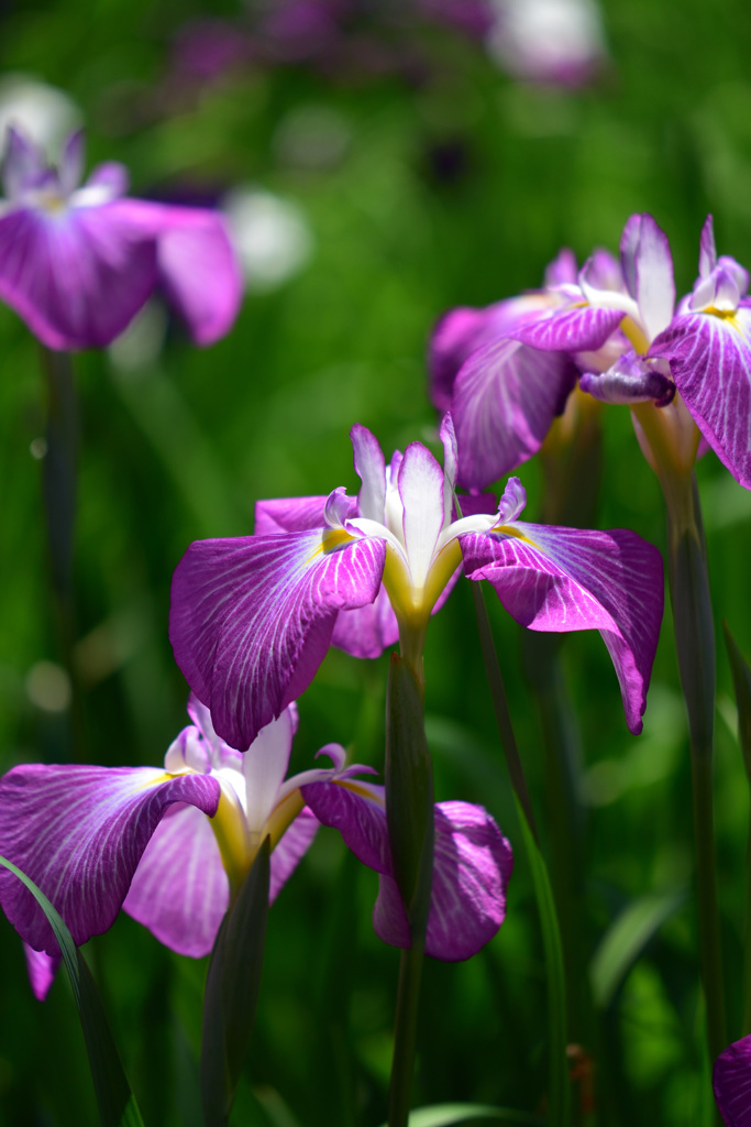 長堀の花菖蒲