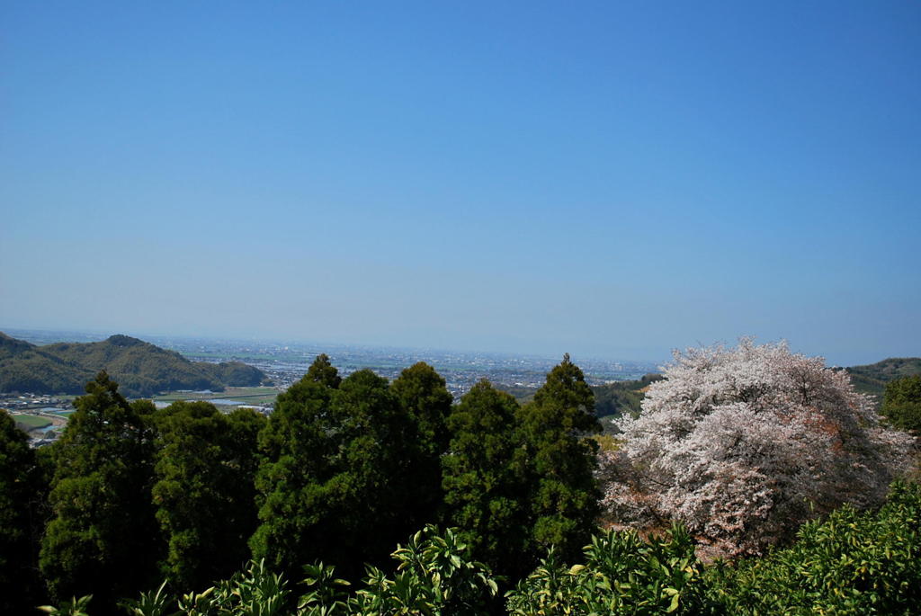 天保古大桜