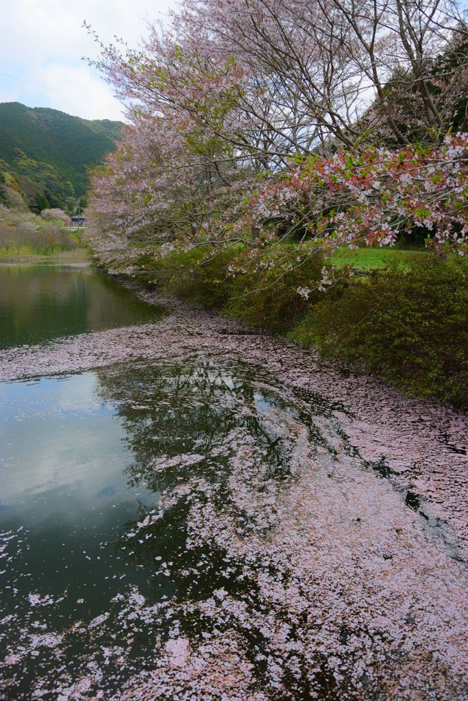 花筏