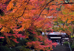 紅葉に包まれて