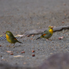 サーカスな鳥