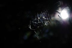 蜘蛛の巣