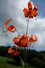 花と雲