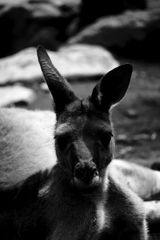 モノクロカンガルー