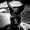 カンガルー