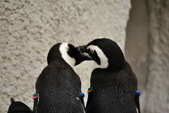 ラブペンギン