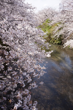 町田市恩田川の桜