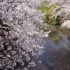 町田市恩田川の桜