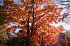 山中湖紅葉
