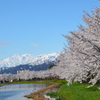 桜花爛漫