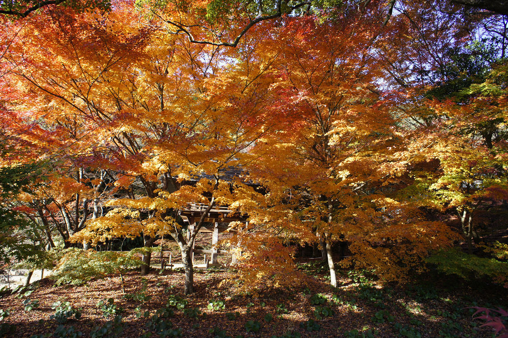 両足寺　2010