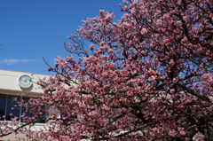 向島小学校の蓬莱桜　４