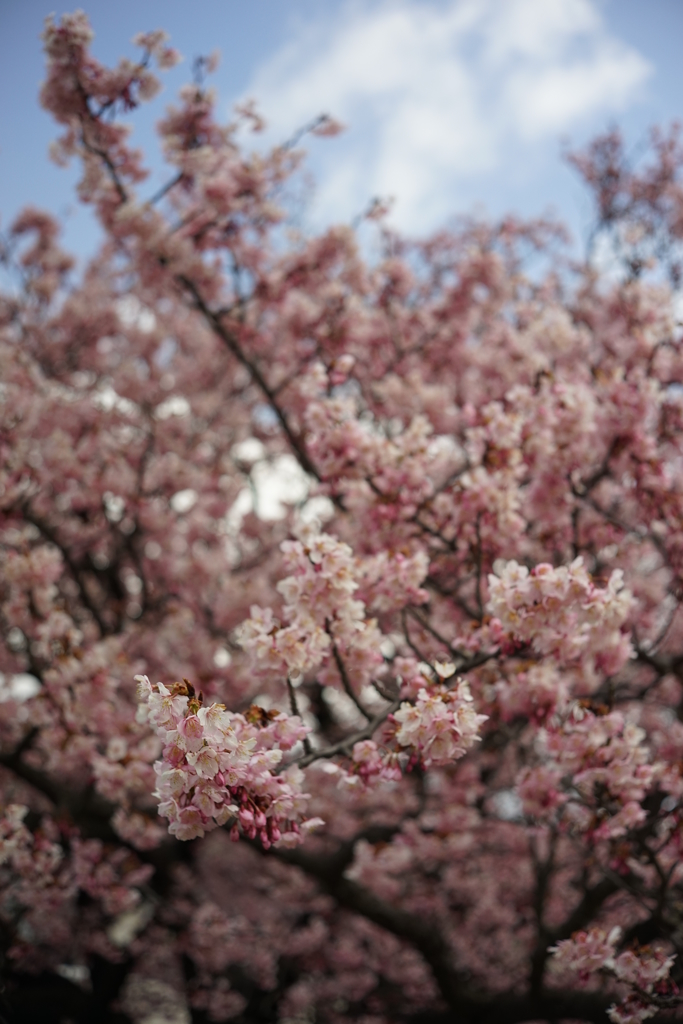 小学校の桜