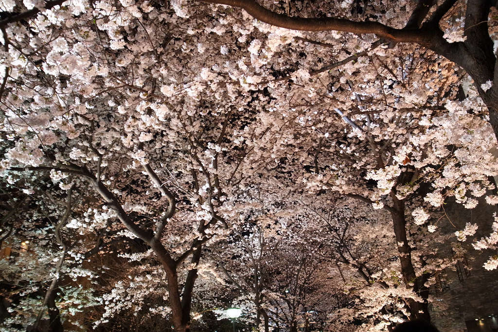桜満開