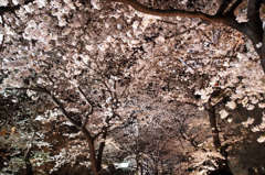 桜満開