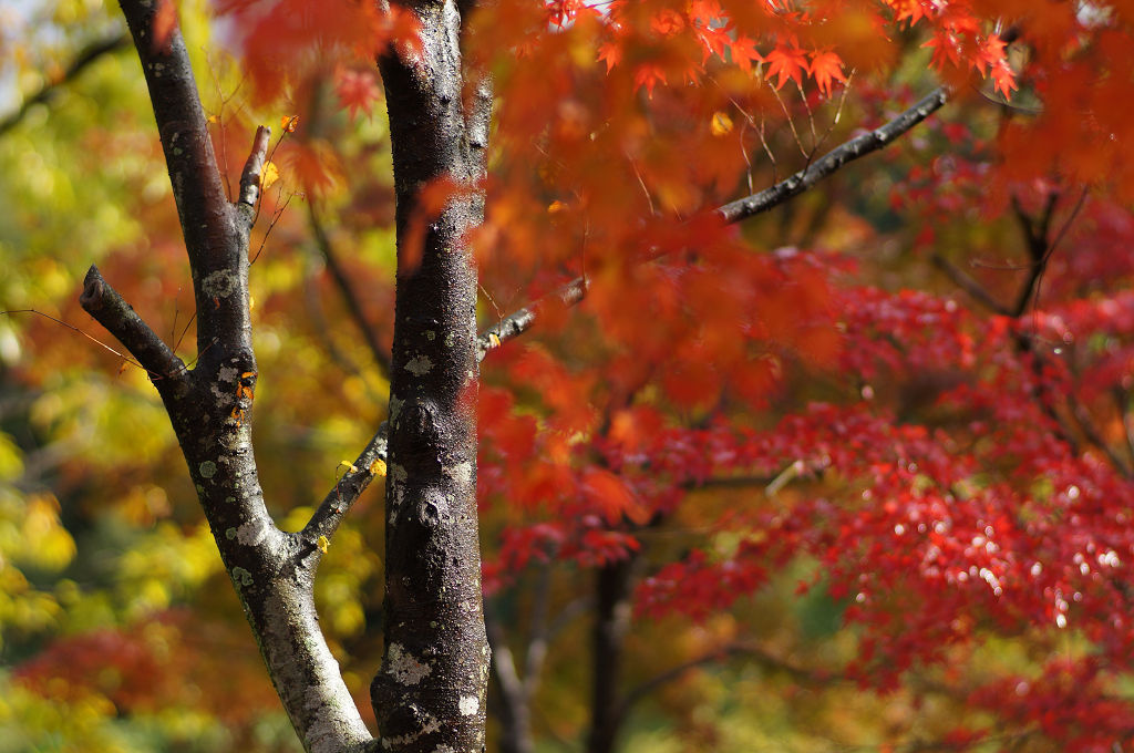 公園の紅葉