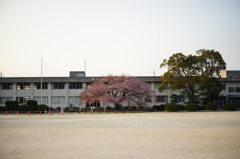 小学校の寒桜　2014　その2