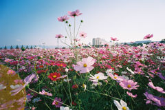 秋桜