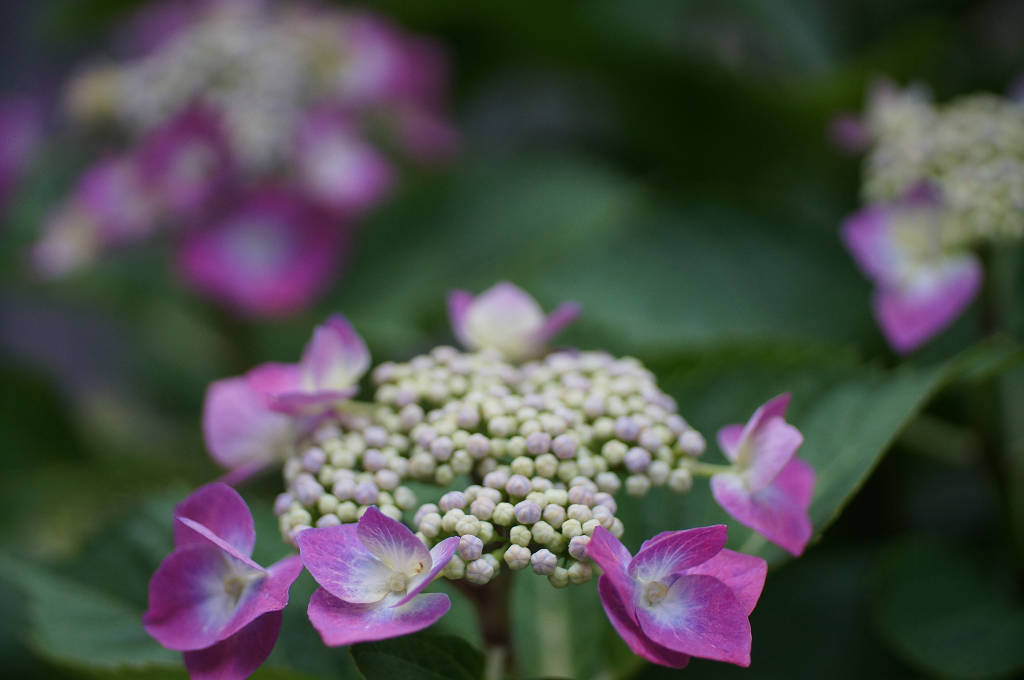おああちゃんのお花たち４