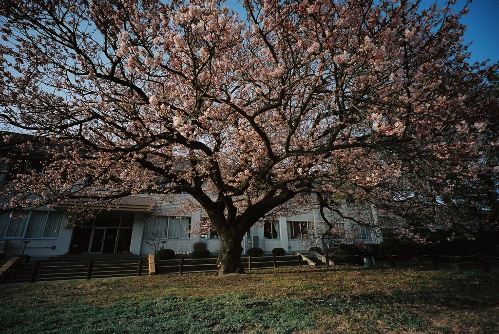 小学校の寒桜　その３