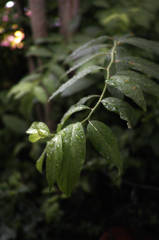 梅雨