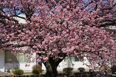 向島小学校の蓬莱桜