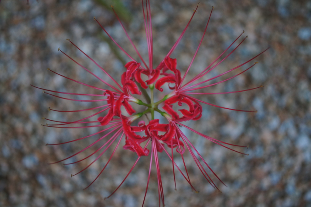 秋花火