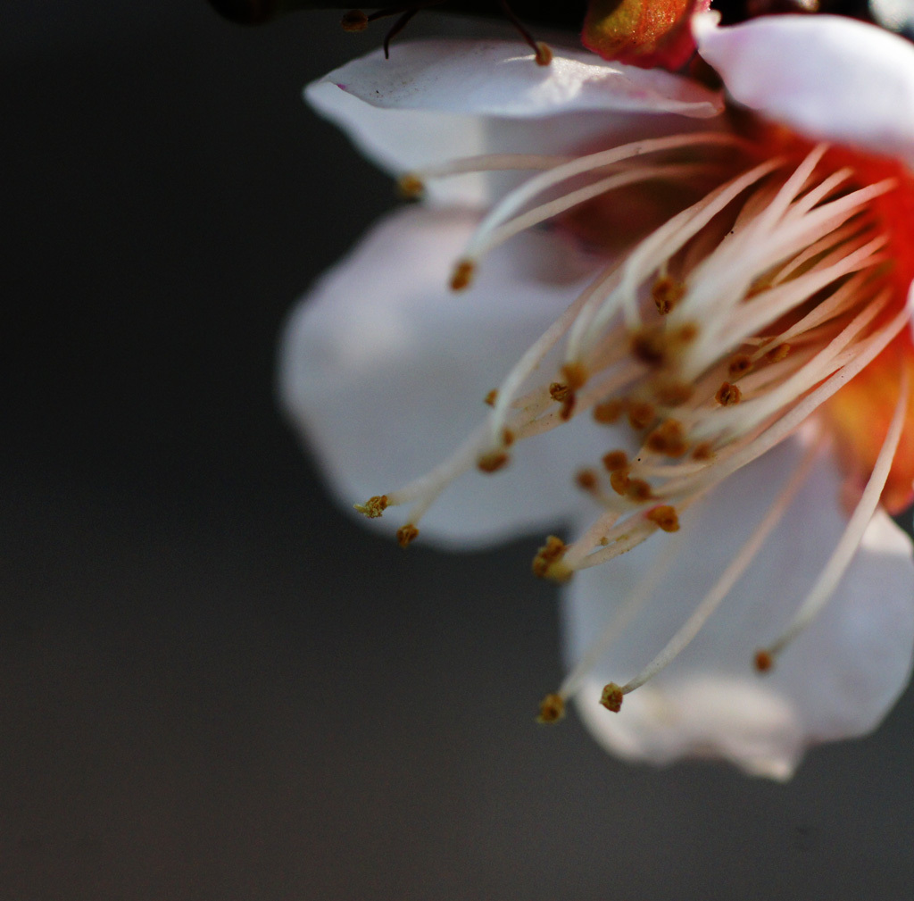 初めてのマクロ