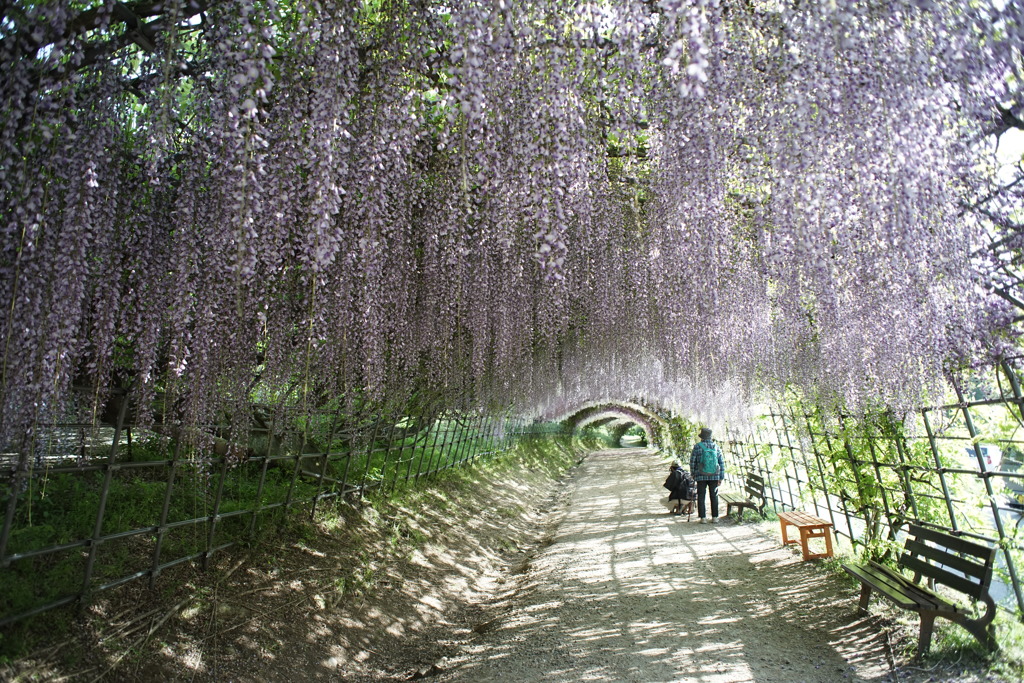 河内藤園その１