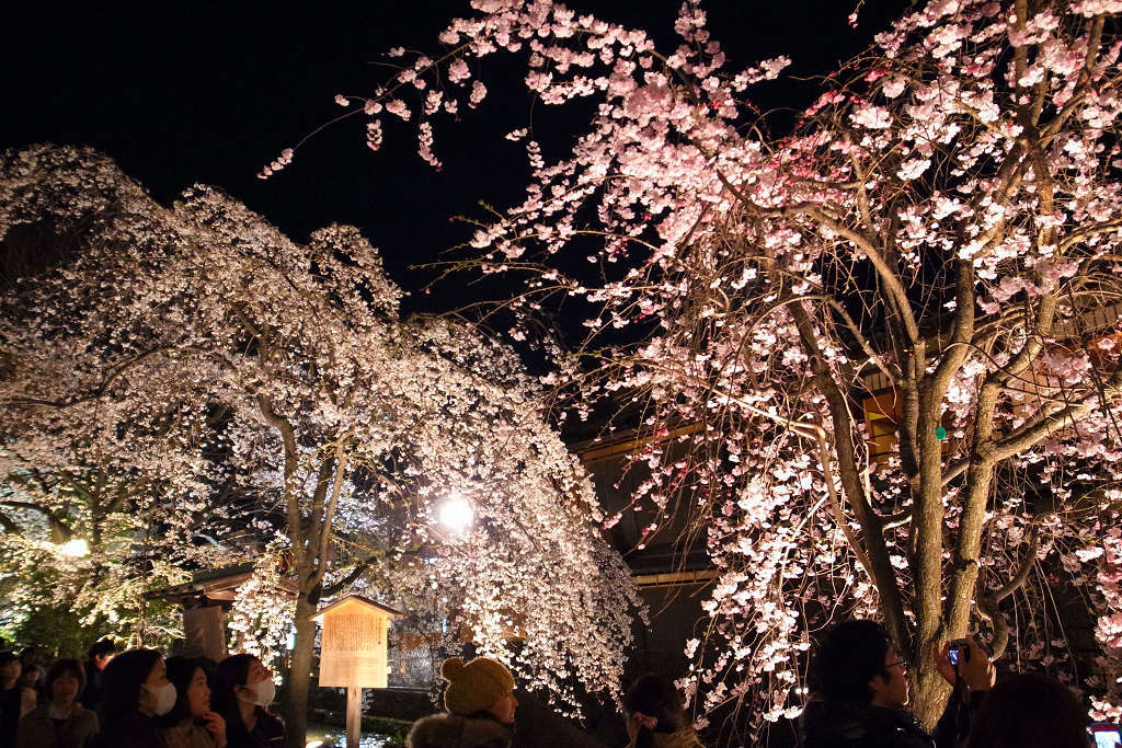 夜桜満喫