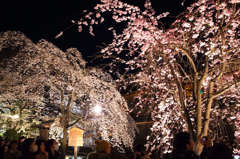 夜桜満喫