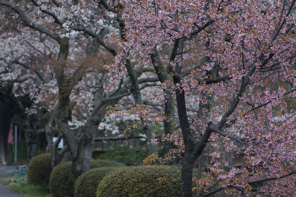 桜の季節