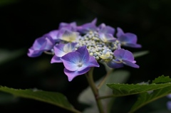 紫陽花