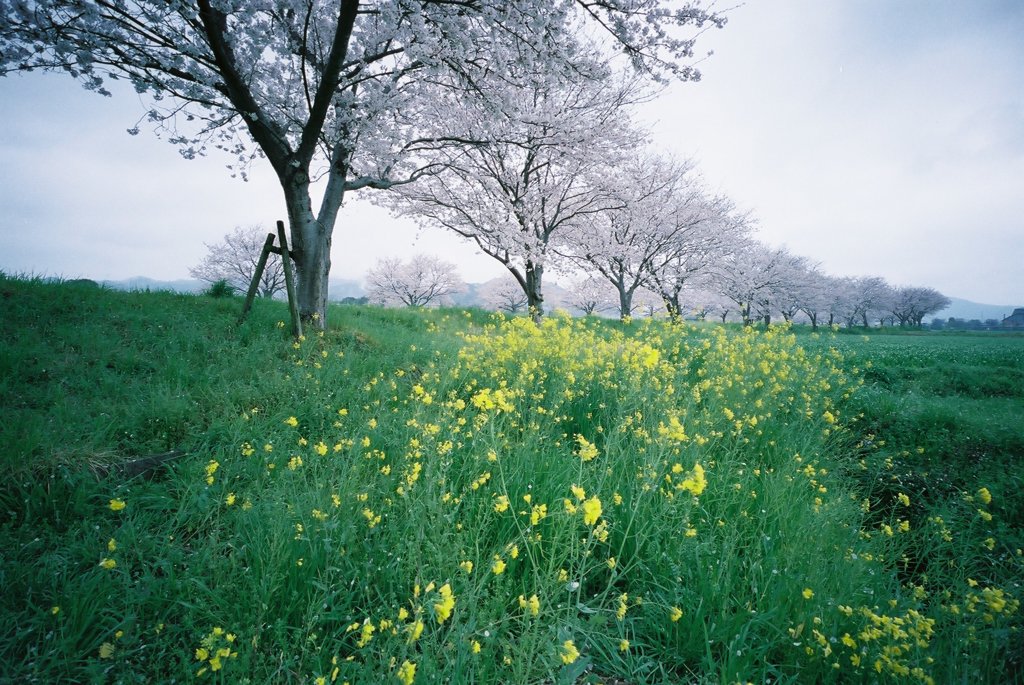 桜　2014の１