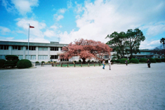 小学校の寒桜