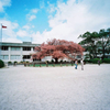 小学校の寒桜