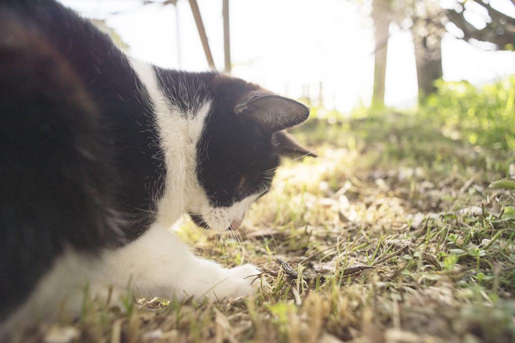 河内の猫その２